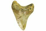 Fossil Megalodon Tooth - North Carolina #294510-1